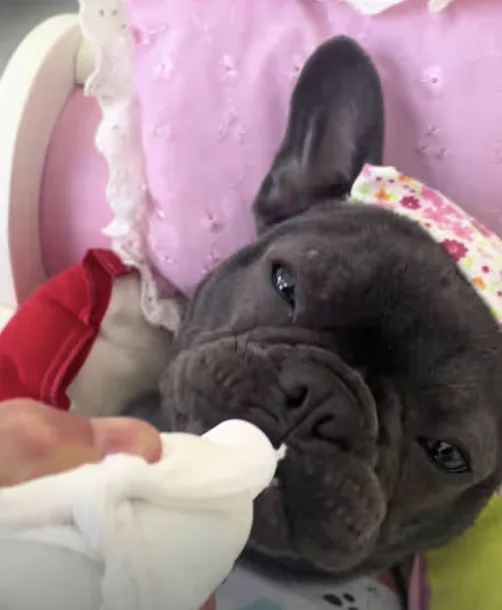 Frenchie Bedtime Story !
